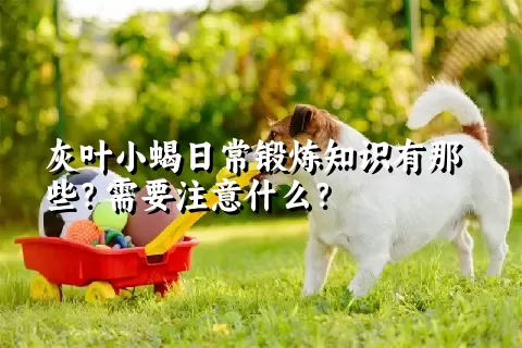 灰叶小蝎日常锻炼知识有那些？需要注意什么？