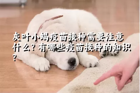 灰叶小蝎疫苗接种需要注意什么？有哪些疫苗接种的知识？