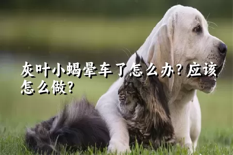 灰叶小蝎晕车了怎么办？应该怎么做？