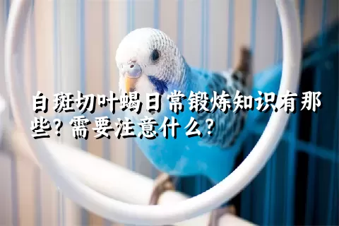 白斑切叶蝎日常锻炼知识有那些？需要注意什么？