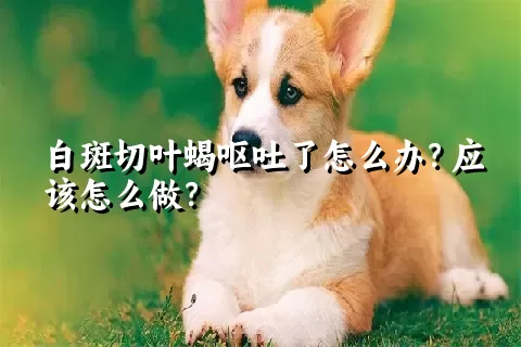 白斑切叶蝎呕吐了怎么办？应该怎么做？