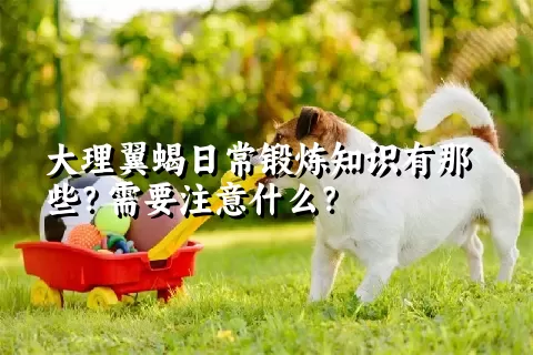 大理翼蝎日常锻炼知识有那些？需要注意什么？