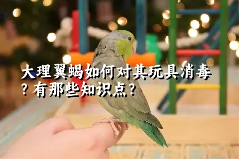 大理翼蝎如何对其玩具消毒？有那些知识点？