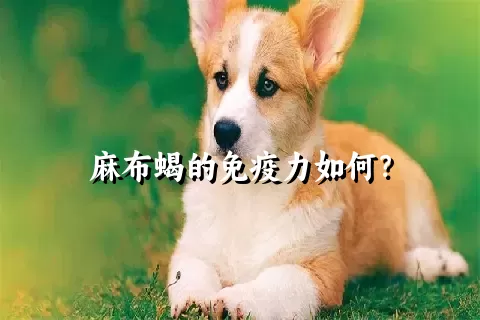 麻布蝎的免疫力如何？