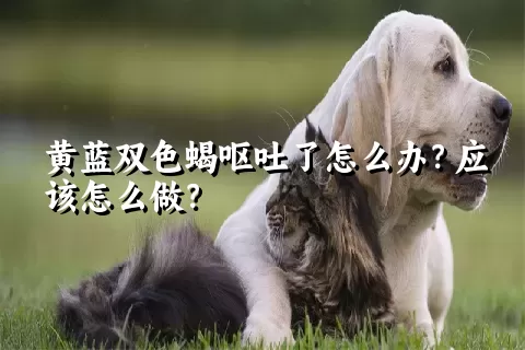 黄蓝双色蝎呕吐了怎么办？应该怎么做？