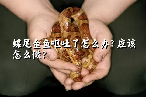 蝶尾金鱼呕吐了怎么办？应该怎么做？