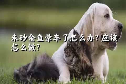 朱砂金鱼晕车了怎么办？应该怎么做？