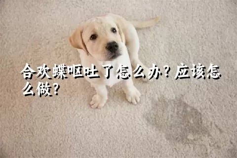 合欢蝶呕吐了怎么办？应该怎么做？