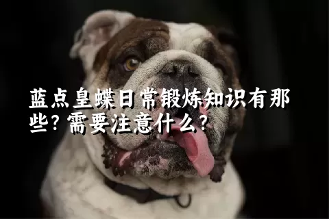 蓝点皇蝶日常锻炼知识有那些？需要注意什么？