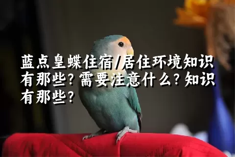 蓝点皇蝶住宿/居住环境知识有那些？需要注意什么？知识有那些？