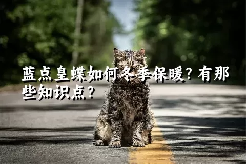 蓝点皇蝶如何冬季保暖？有那些知识点？