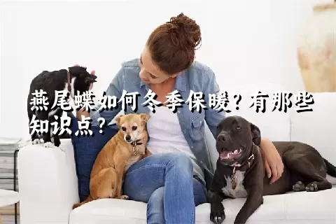 燕尾蝶如何冬季保暖？有那些知识点？