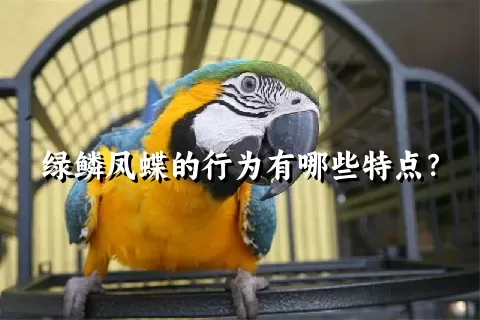 绿鳞凤蝶的行为有哪些特点？