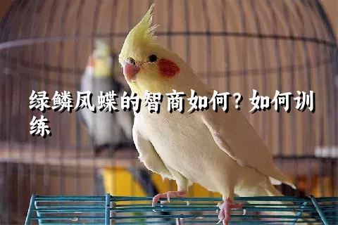 绿鳞凤蝶的智商如何？如何训练