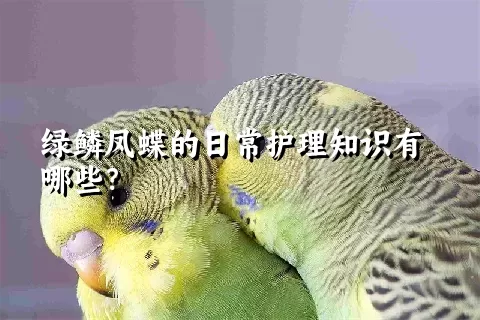 绿鳞凤蝶的日常护理知识有哪些？