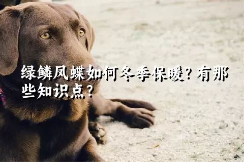 绿鳞凤蝶如何冬季保暖？有那些知识点？