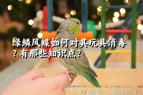 绿鳞凤蝶如何对其玩具消毒？有那些知识点？