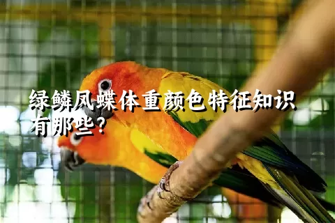 绿鳞凤蝶体重颜色特征知识有那些？