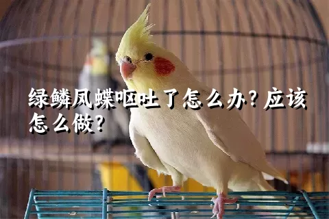 绿鳞凤蝶呕吐了怎么办？应该怎么做？