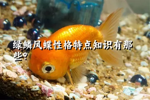 绿鳞凤蝶性格特点知识有那些？