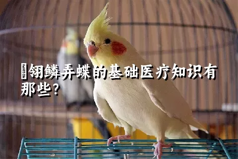 鹟翎鳞弄蝶的基础医疗知识有那些？