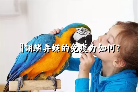 鹟翎鳞弄蝶的免疫力如何？