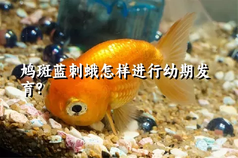 鸠斑蓝刺蛾怎样进行幼期发育?