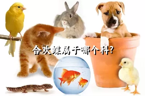 合欢蝶属于哪个科?