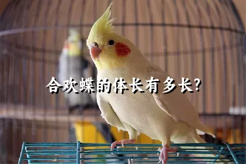 合欢蝶的体长有多长?