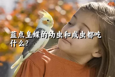 蓝点皇蝶的幼虫和成虫都吃什么？