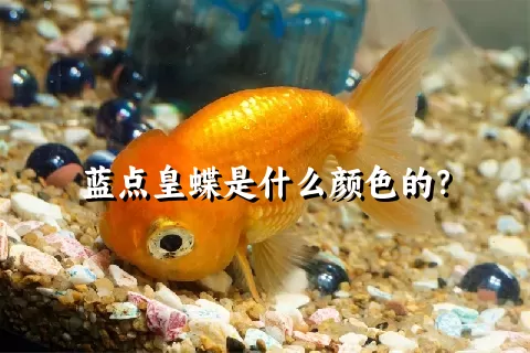 蓝点皇蝶是什么颜色的？