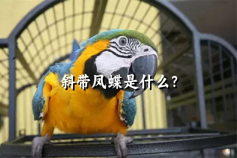 斜带凤蝶是什么？