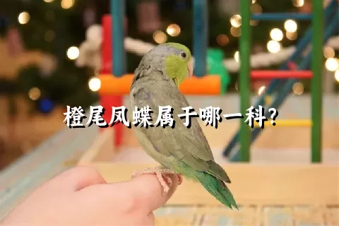 橙尾凤蝶属于哪一科？