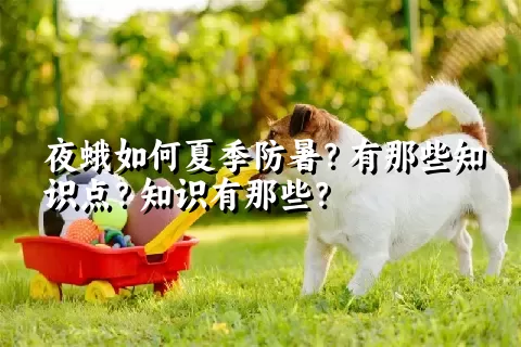 夜蛾如何夏季防暑？有那些知识点？知识有那些？