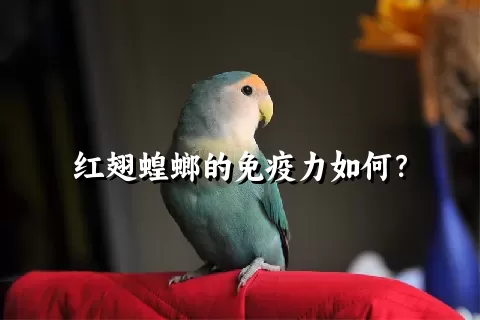 红翅蝗螂的免疫力如何？