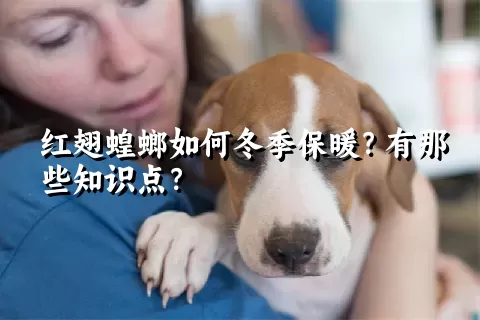 红翅蝗螂如何冬季保暖？有那些知识点？