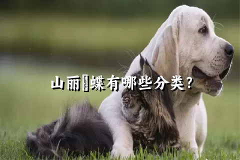 山丽鹟蝶有哪些分类？