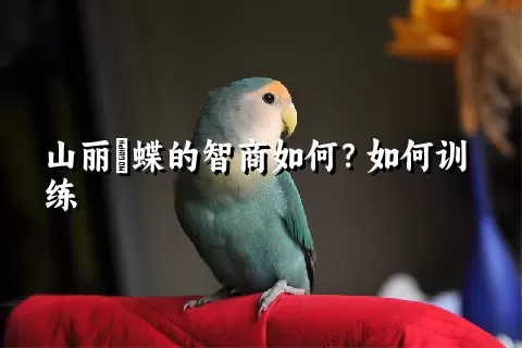 山丽鹟蝶的智商如何？如何训练