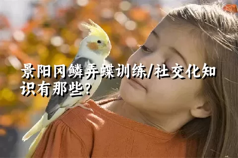 景阳冈鳞弄蝶训练/社交化知识有那些？ 