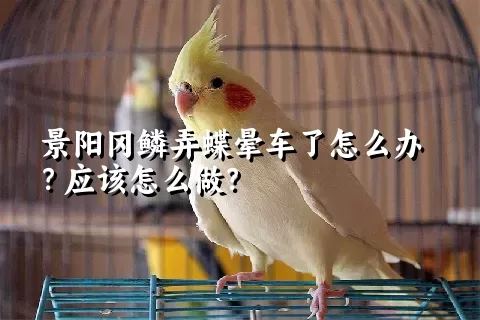 景阳冈鳞弄蝶晕车了怎么办？应该怎么做？