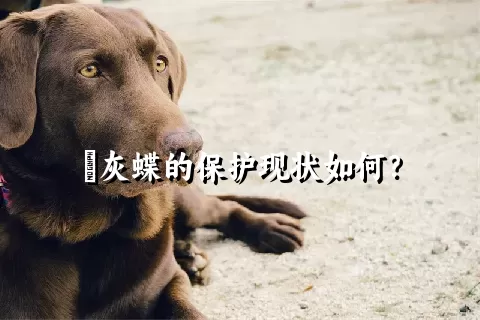 宺灰蝶的保护现状如何？