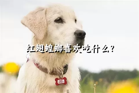 红翅蝗螂喜欢吃什么？