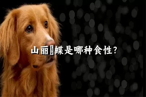 山丽鹟蝶是哪种食性？