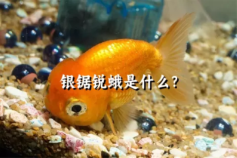 银锯锐蛾是什么？