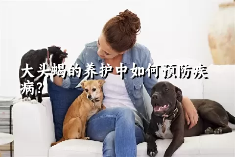 大头蝎的养护中如何预防疾病？