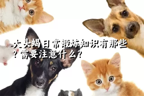 大头蝎日常锻炼知识有那些？需要注意什么？