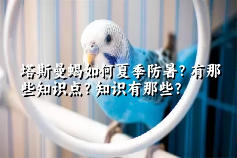 塔斯曼蝎如何夏季防暑？有那些知识点？知识有那些？