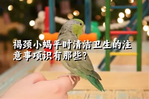 褐颈小蝎平时清洁卫生的注意事项识有那些？ 