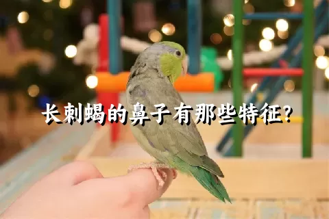 长刺蝎的鼻子有那些特征？