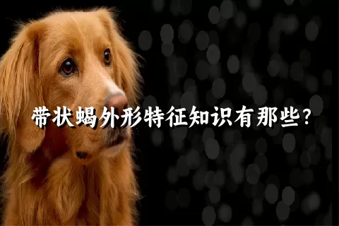 带状蝎外形特征知识有那些？